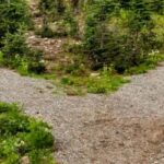 Explore a forked trail in Manning Park, BC amidst lush greenery and conifer trees for blog on Choices: A fork in the road