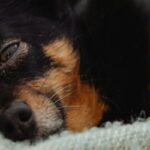 A small Chihuahua dog peacefully sleeps on a soft blanket draped over a leather sofa for blog on Comfortable does mean good