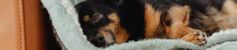 A small Chihuahua dog peacefully sleeps on a soft blanket draped over a leather sofa for blog on Comfortable does mean good