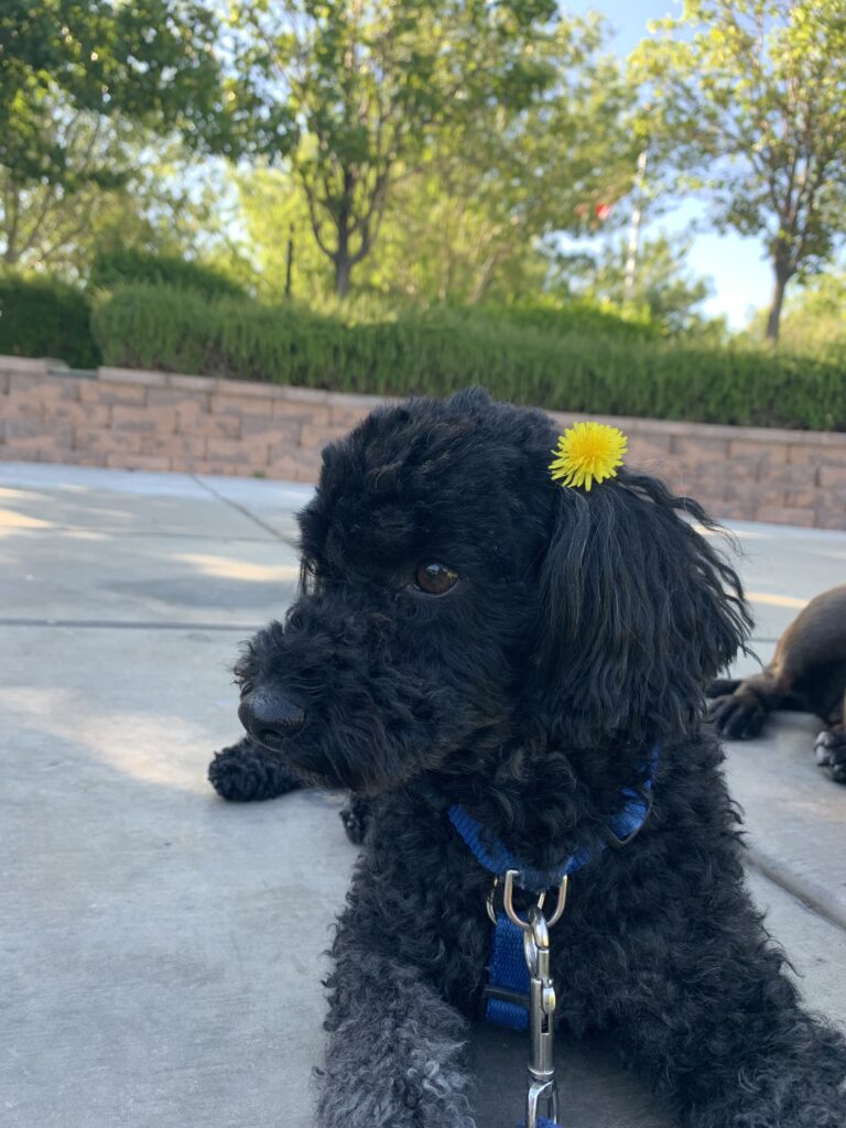 Image of Judy Wang's dog, a black toy poodle