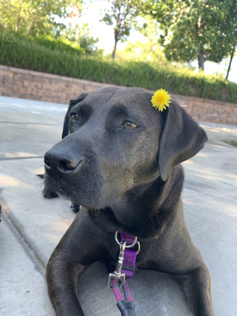 Image of Judy Wang's dog, a black lab mix