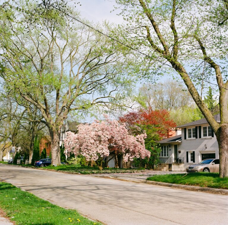 Residential street with flowering trees for OCD Therapy in Bethesda, MD webpage.