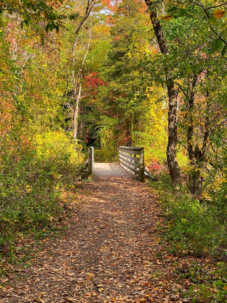 brown and green trees during daytime for OCD therapy in Bethesda, MD webpage.